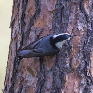 E18WhiteBreastedNuthatch1577.jpg