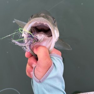 IMG_4346.jpeg