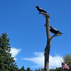 IMG_4127.jpeg