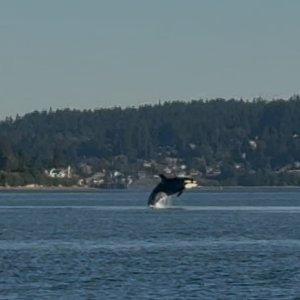 IMG_0965.jpeg