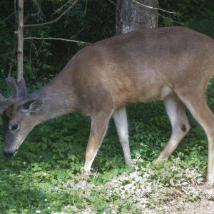 A02TopBuckWAntlers&TarsalGland1697.jpg