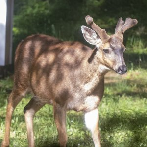 A03BuckDevelopingAntlers1669.jpg