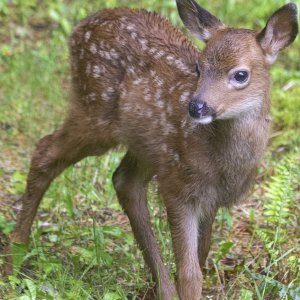B08CuteFawn1840.jpg
