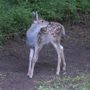 B09CuteFawn1878.jpg