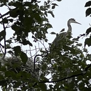 IMG_2747.jpeg