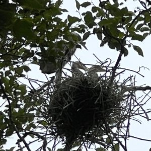 IMG_2752.jpeg