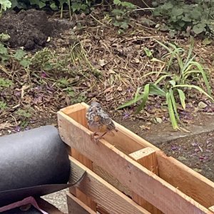 IMG_4675.jpeg