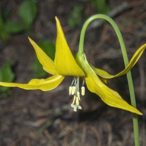 A03GlacierLily6080018.jpg