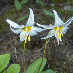 A07WhiteAvalancheLily6080157.jpg