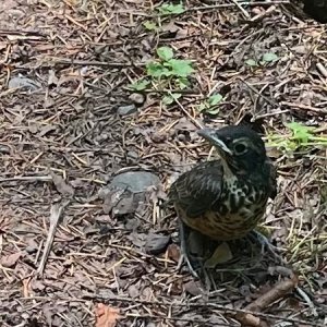 IMG_5662.jpeg
