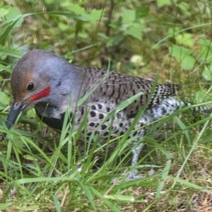 A01NorthernFlickerMale1852.jpg
