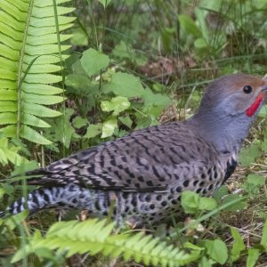 A03NorthernFlickerMale1846.jpg