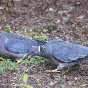 B02BandtailPigeons1896.jpg