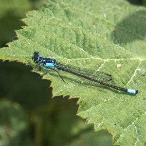 B15PacificForktailMale6190032.jpg