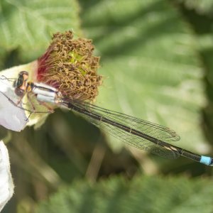 B16PacificForktailFemale6190033.jpg