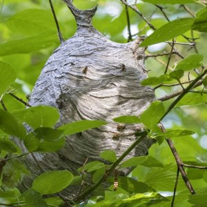 C12CommonAerialYellowjacketNest1977.jpg