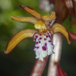 A02SpottedCoralroot5270029.jpg