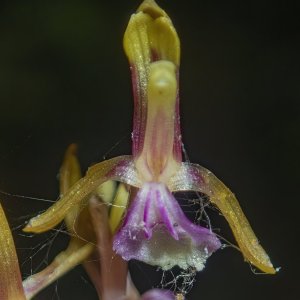 B05PacificCoralroot6070013.jpg