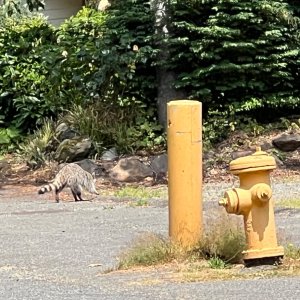 IMG_2871.jpeg