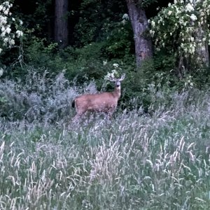 IMG_2886.jpeg