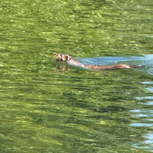 IMG_0531.jpeg