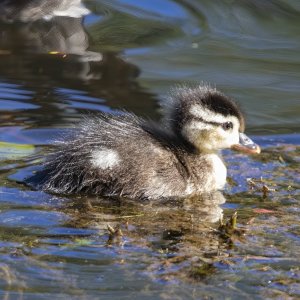 A02WoodDuckDuckling1131.jpg