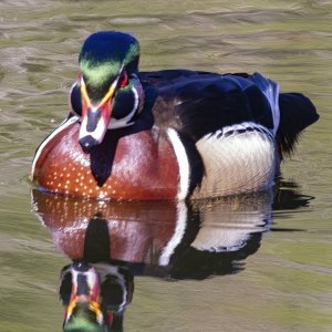 A05WoodDuckDrake1151.jpg