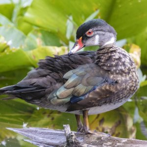 A07WoodDuckDrakeEclipse2063.jpg