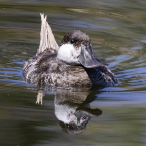 A08RuddyDuckDrake2317.jpg