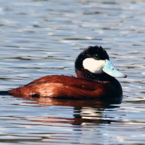 A09RuddyDuckMale1188 copy.jpg