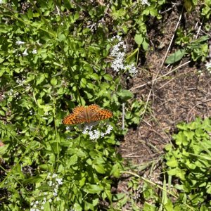 IMG_4766.jpeg