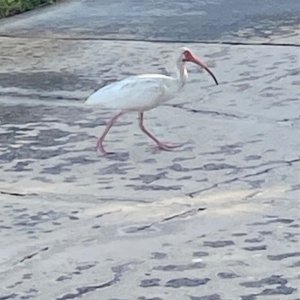 IMG_5483.jpeg