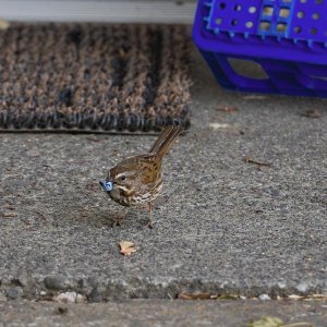 041-Song-Sparrow-071225.jpg