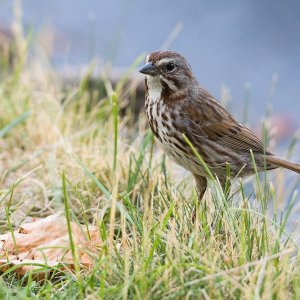 029-Song-Sparrow-071225.jpg