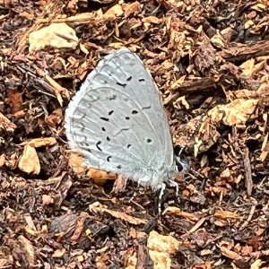 IMG_3103.jpeg