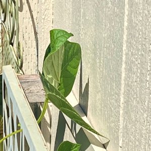 IMG_7610.jpeg