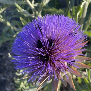 IMG_3576.jpeg