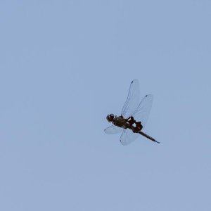 008-Dragonflies-073125.jpg