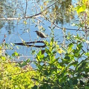 IMG_9398.jpeg