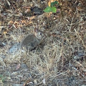 IMG_9397.jpeg