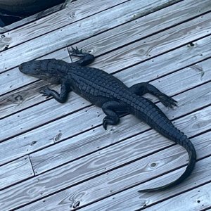 IMG_5656.jpeg