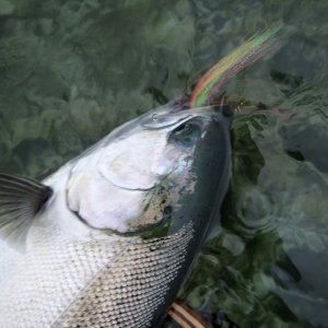 IMG_3442.jpeg