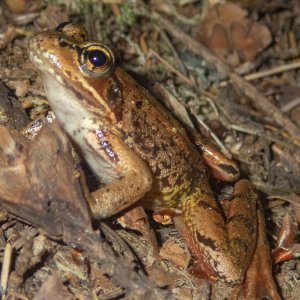 RedLeggedFrog7140044.jpg