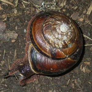 A12PugetOregonianSnail6280001.jpg