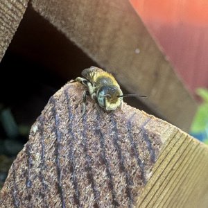 IMG_5426.jpeg