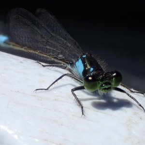 Damsel.jpg
