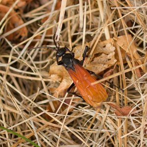 013-Wasp-081525v.jpg