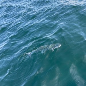IMG_4058.jpeg