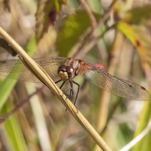 WhiteFacedMeadowhawkMale5287.jpg