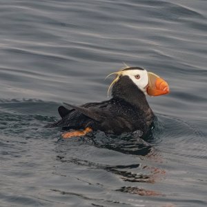 A01TuftedPuffin4657.jpg